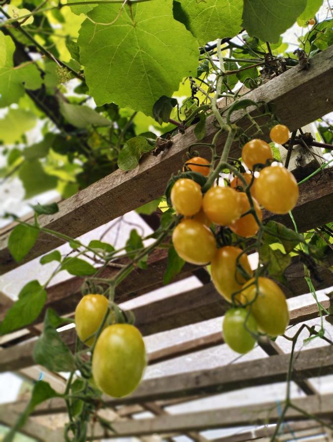 Ng Family’s Farm Stay Cao nguyên Cameron Ngoại thất bức ảnh