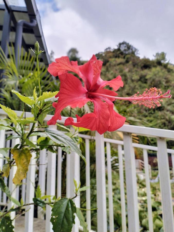 Ng Family’s Farm Stay Cao nguyên Cameron Ngoại thất bức ảnh